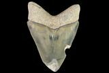 Serrated, Fossil Megalodon Tooth - Florida #108424-1